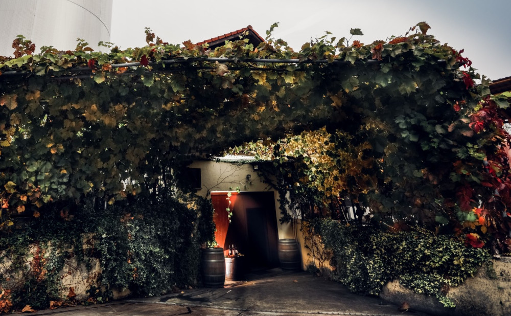 Buhac-vinarija