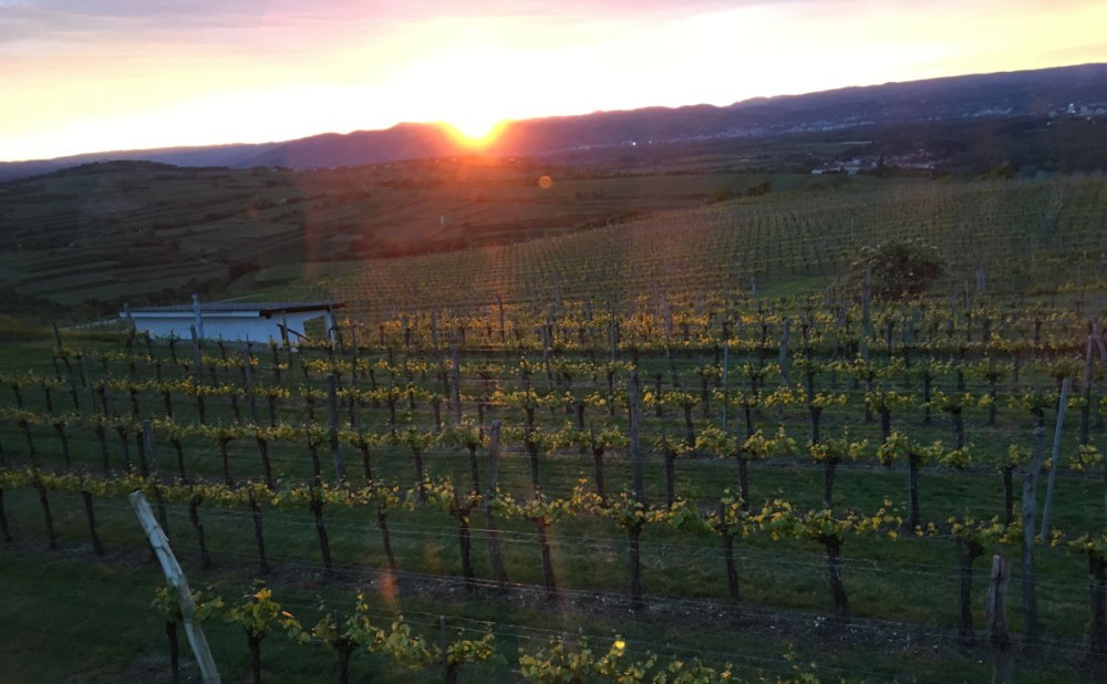 Austrija-Traisental-Vinograd