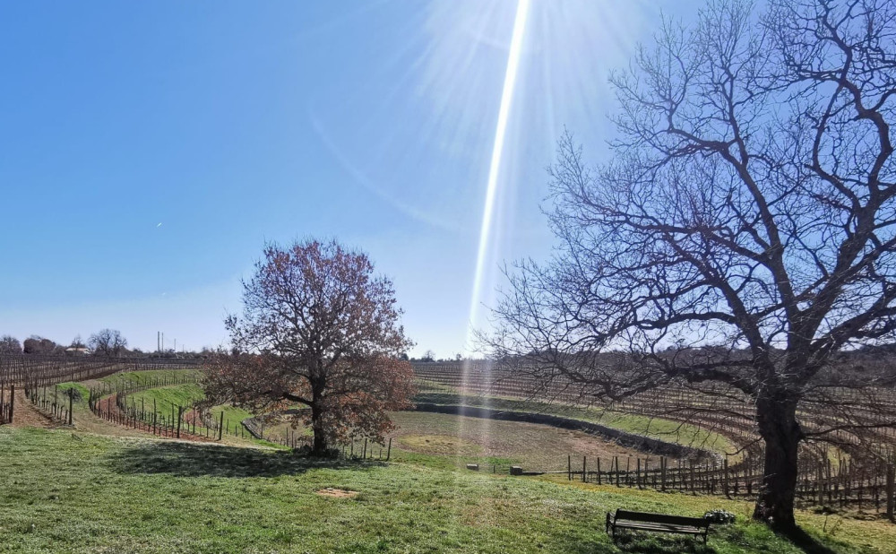 Meneghetti vinograd2