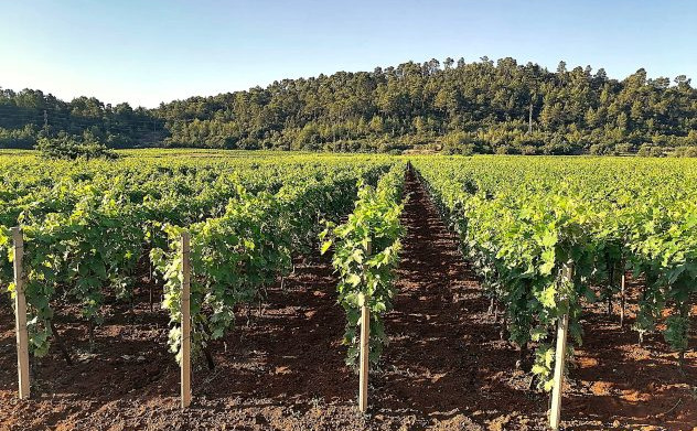 Pecotic-baran1-vinograd-1-632x420