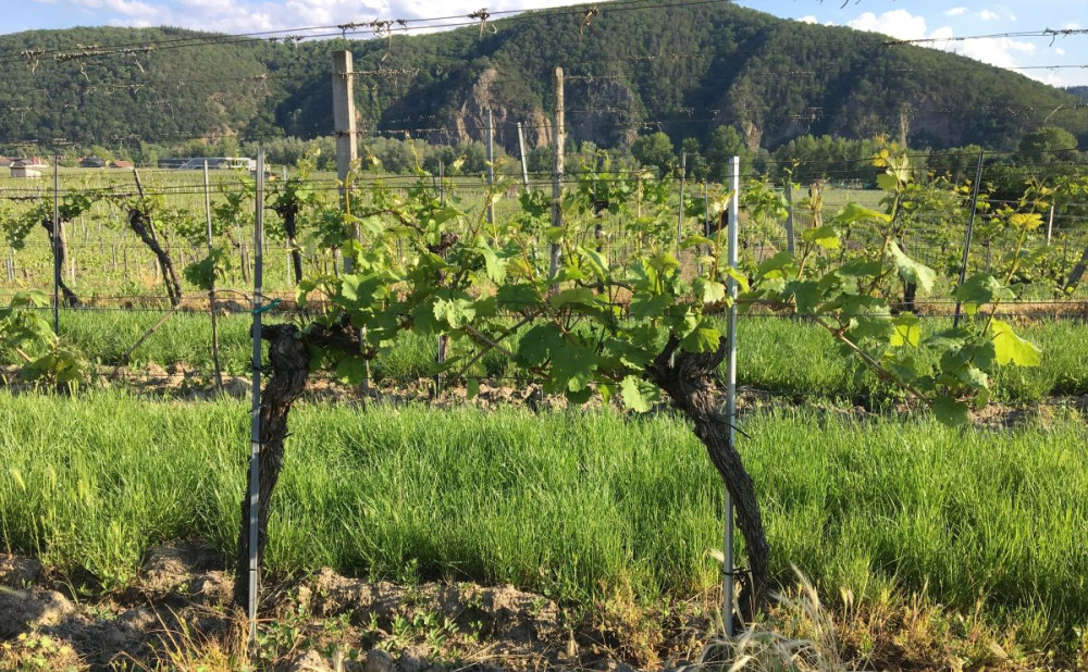 Austrija-vinograd-Wachau1