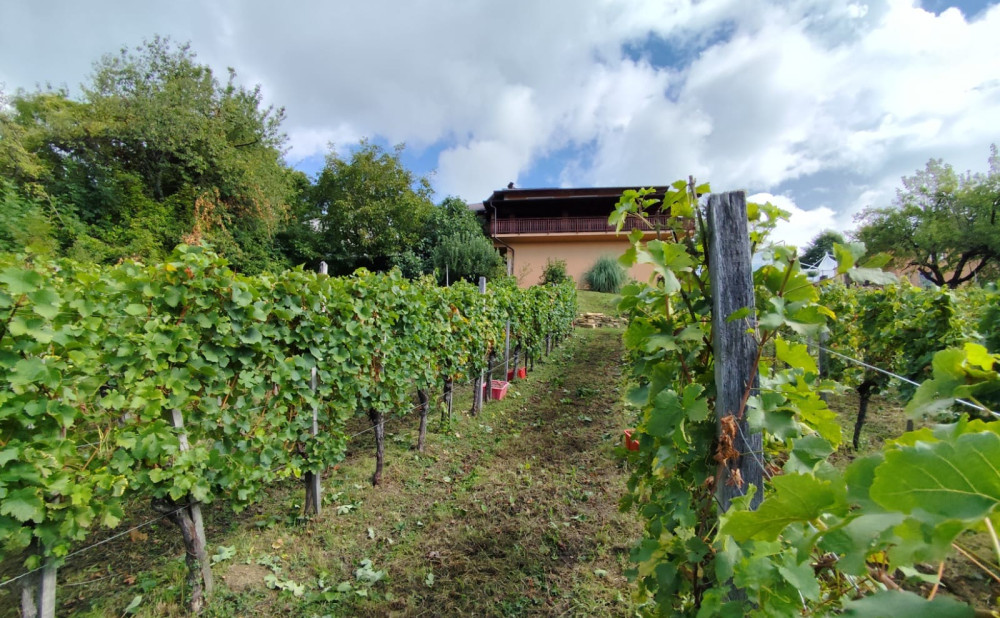 Jagunić berba  11. 9. 2025. vinograd
