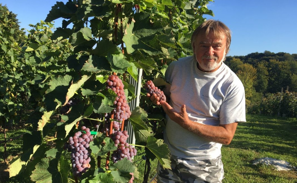 piwi-sokolovic-sauvignon-gris-1068x801