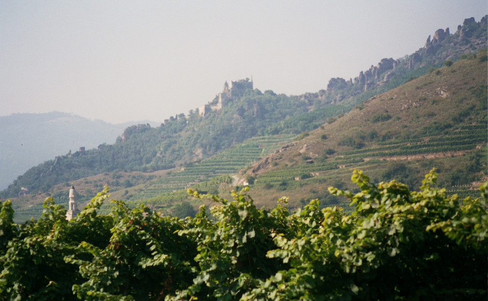 wachau vinogradi