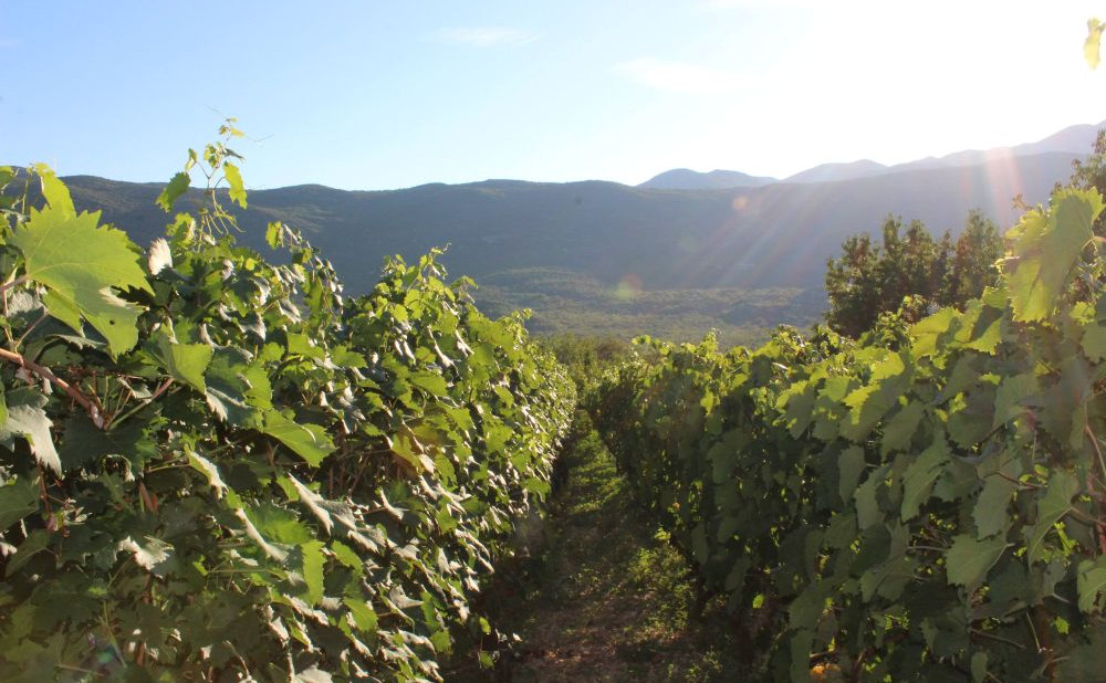 vinograd