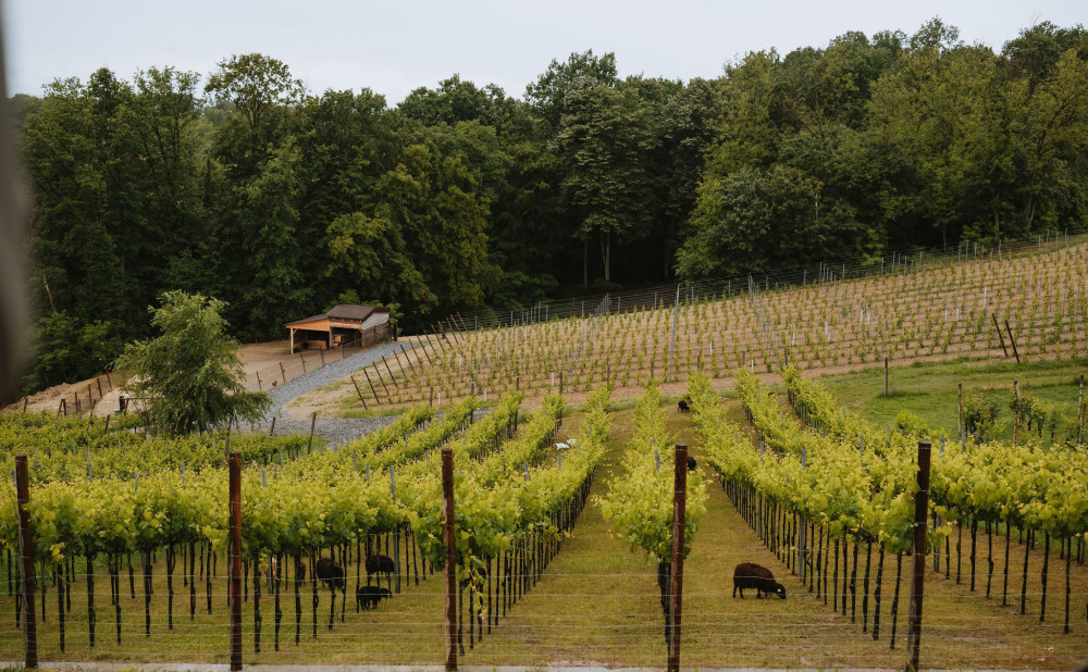 Vinarija Glavica biodinamički vinograd