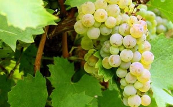 grasevina_grozd