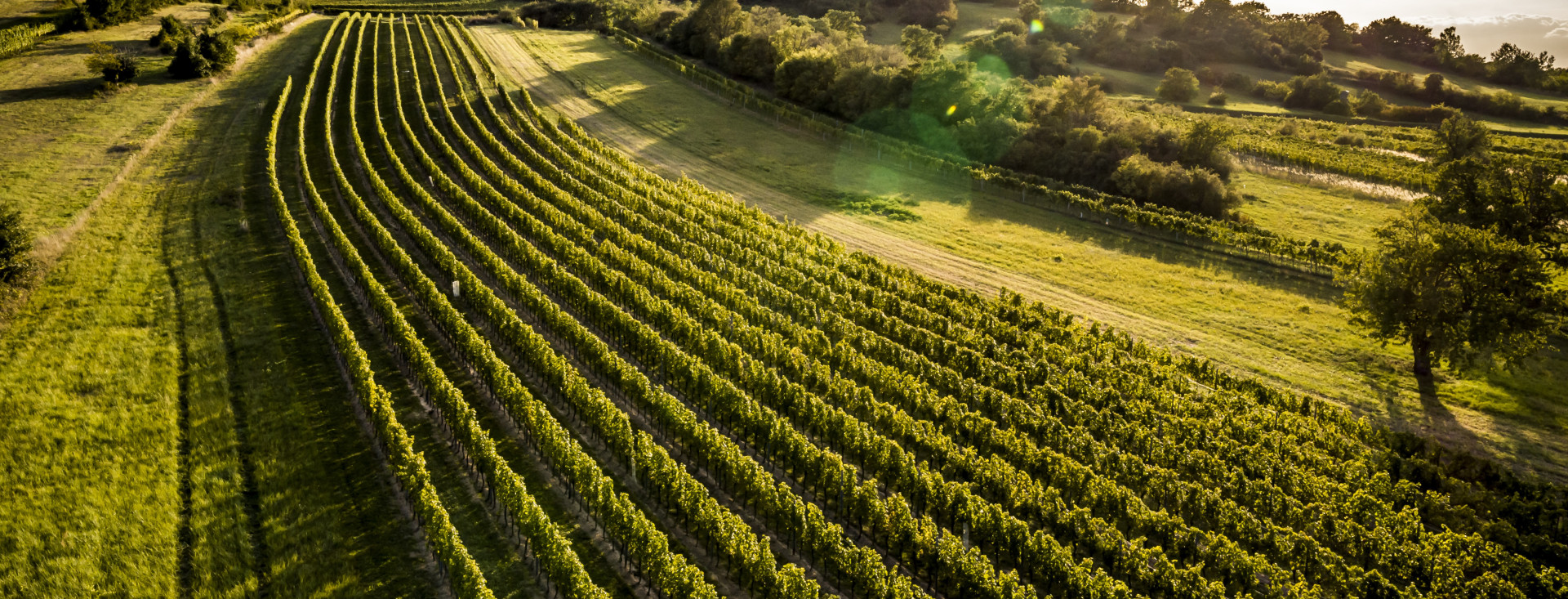 Austrian Wines Meets Croatia! U Zagreb stižu Igler iz Srednjeg Gradišća, Groszer iz Južnog te Esterházy iz Litavske gore
