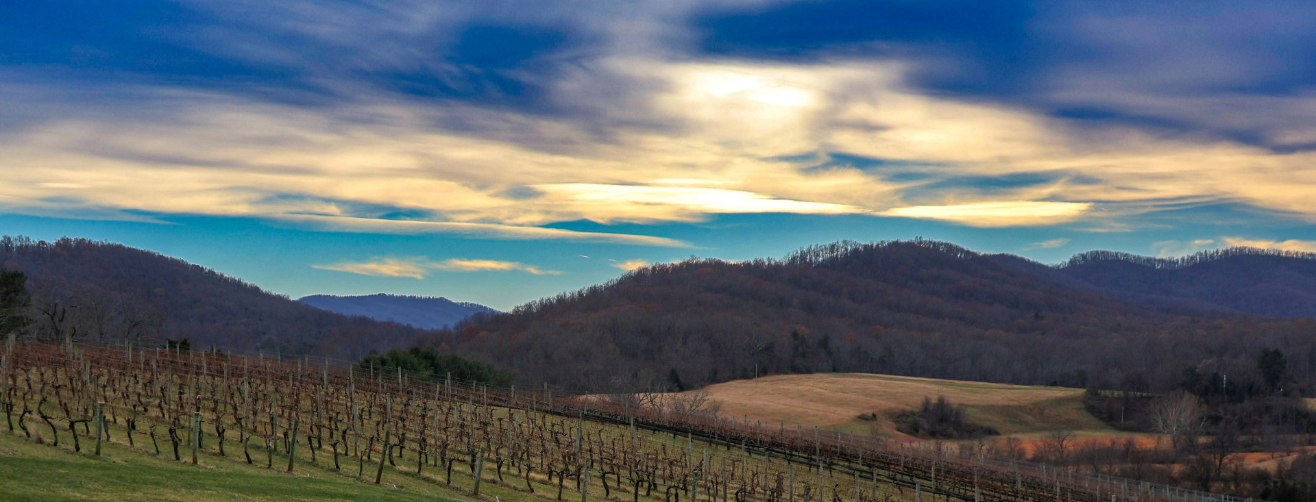 Nije Kalifornija najstarija vinogradarska država u SAD-u! U Virginiji su sadili lozu 150 godina ranije