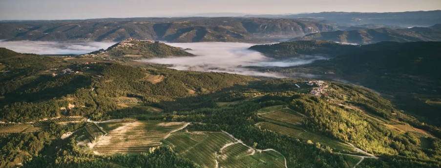 Fotografija istarskog vinograda uvrštena među 50 najljepših svjetskih pejzaža na izložbi bordoškog muzeja Cité du Vin