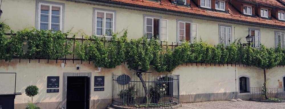 Vruće je na moru? Je, ali nije u Slovenskoj Štajerskoj, u hladu najstarije loze na svijetu i uz pjenušac koji nije vidio svjetlo