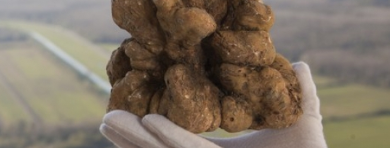 New York Times najavio istarske festivale bijelih tartufa